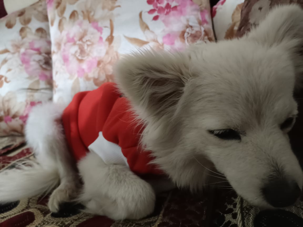 Dog